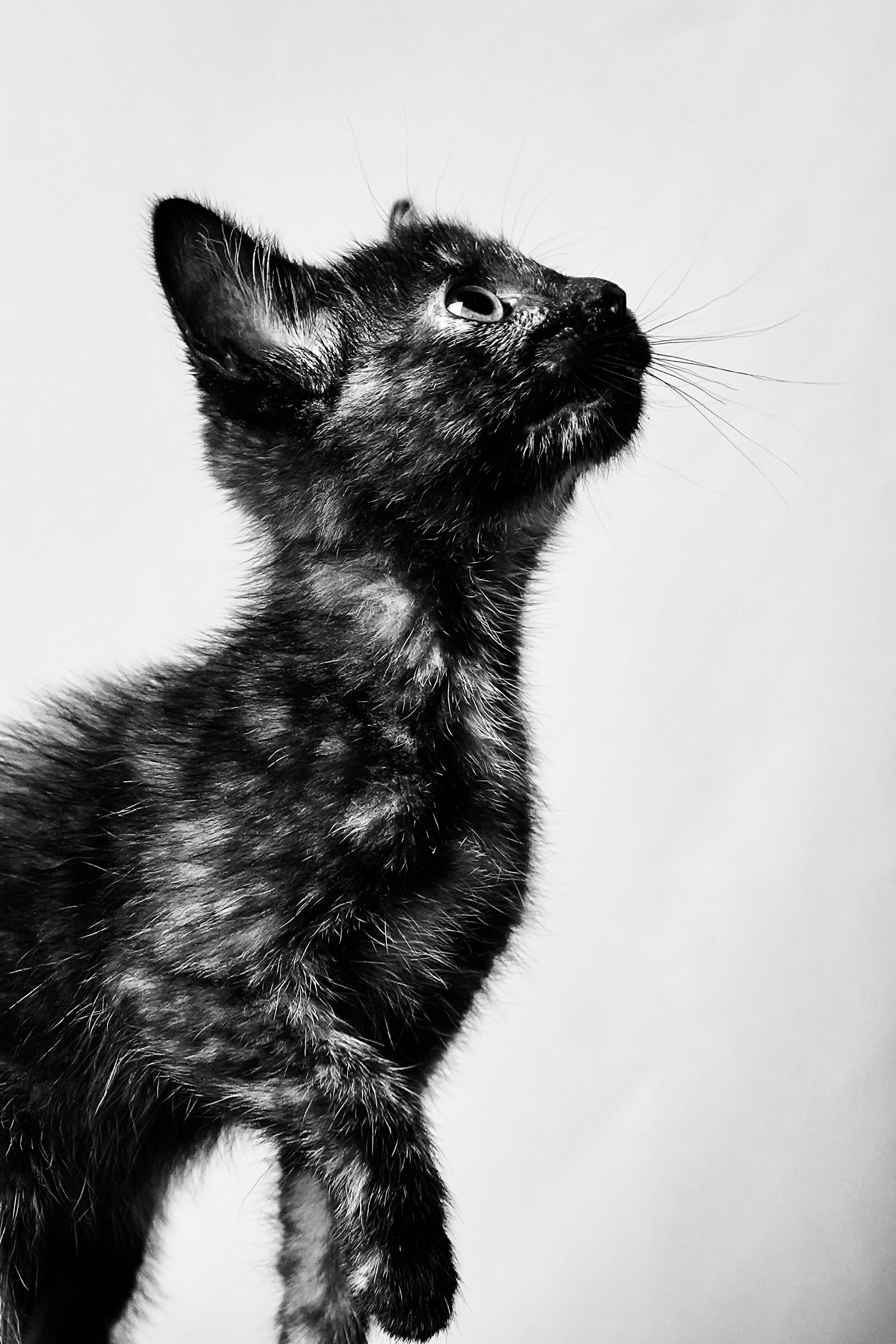 Ensaio fotográfico de pet em Curitiba